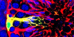 
辛辛那提兒童醫院生殖科學專家發現Cdc42基因的重要性