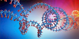 
新發明可以低成本產生更多更純的RNA
