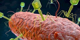 科學家在細菌中發現全新免疫系統