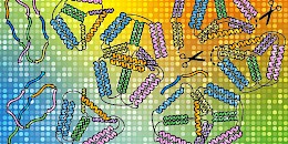 科學家探索發現了將蛋白質轉化為定制結構的潛力