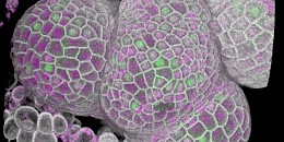 解決一個長期存在的生物學謎團：細胞如何自我測量